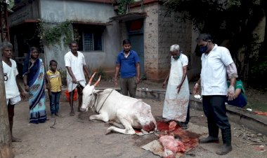 ಮನುಷ್ಯನ ಮುಖ, ಎಂಟು ಕಾಲುಗಳು: ಕೊನೆಗೂ ಬದುಕುಳಿಲಿಲ್ಲ ಕರು..!
