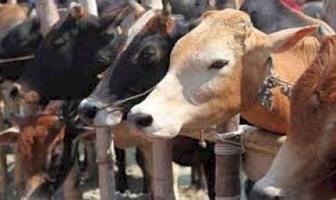 ಗೋಹತ್ಯೆ ನಿಷೇಧ ಮಾಡಿಯೇ ಸಿದ್ಧ: ಸಚಿವ ಪ್ರಭು ಚವಾಣ್