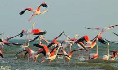 ಆಲಮಟ್ಟಿ ಹಿನ್ನೀರಿನಲ್ಲಿ ಪಕ್ಷಿಧಾಮ ಸ್ಥಾಪನೆಗೆ ವನ್ಯಜೀವಿ ಮಂಡಳಿ ಒಪ್ಪಿಗೆ..!